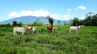 A vibrant farm landscape showcasing dairy cows grazing in a green field.