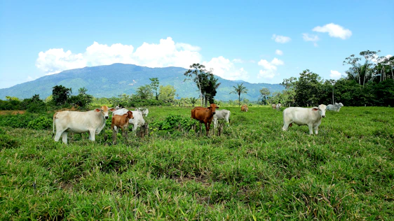 A vibrant image showing healthy dairy cows grazing in a lush green field under a clear blue sky.