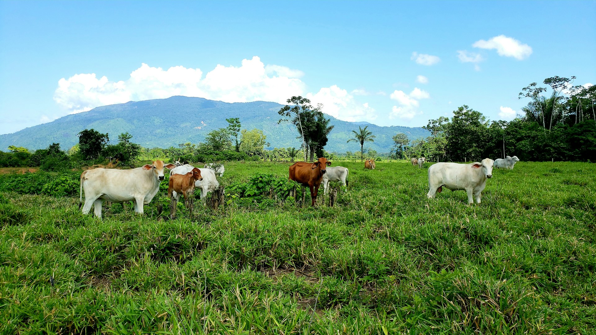 black and brown leather padded tub sofa