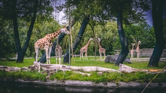 brown and black giraffe on green grass field near body of water during daytime