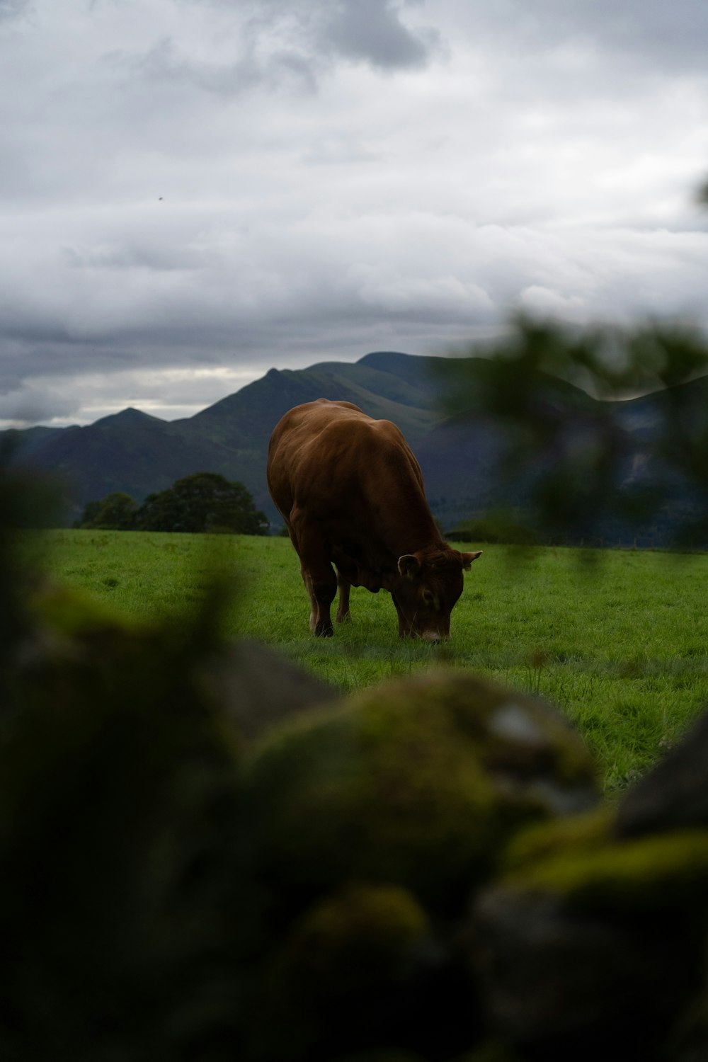 brown cow on green grass field during daytime