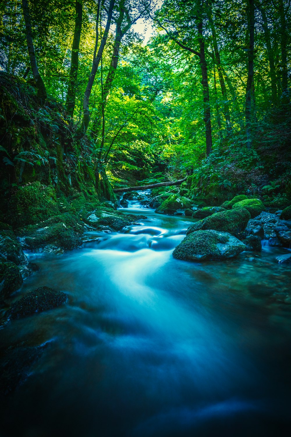 grüner Fluss mitten im Wald tagsüber