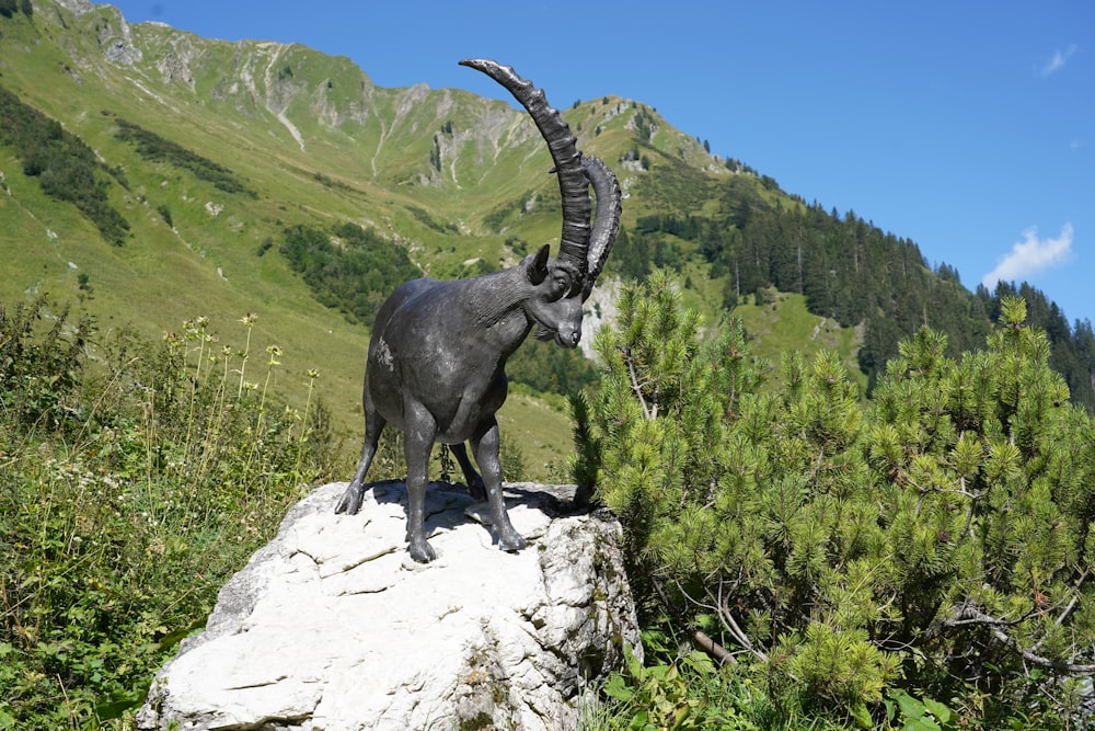 black ram on top of white rock