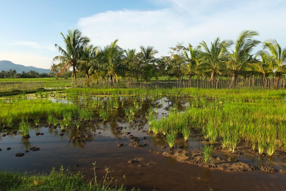 green grass on water during daytime