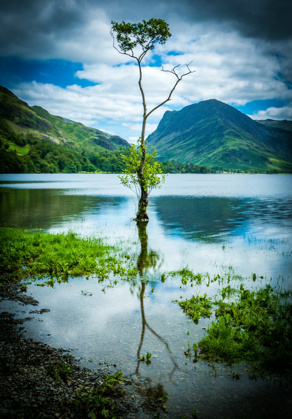 árvore verde na margem do lago durante o dia