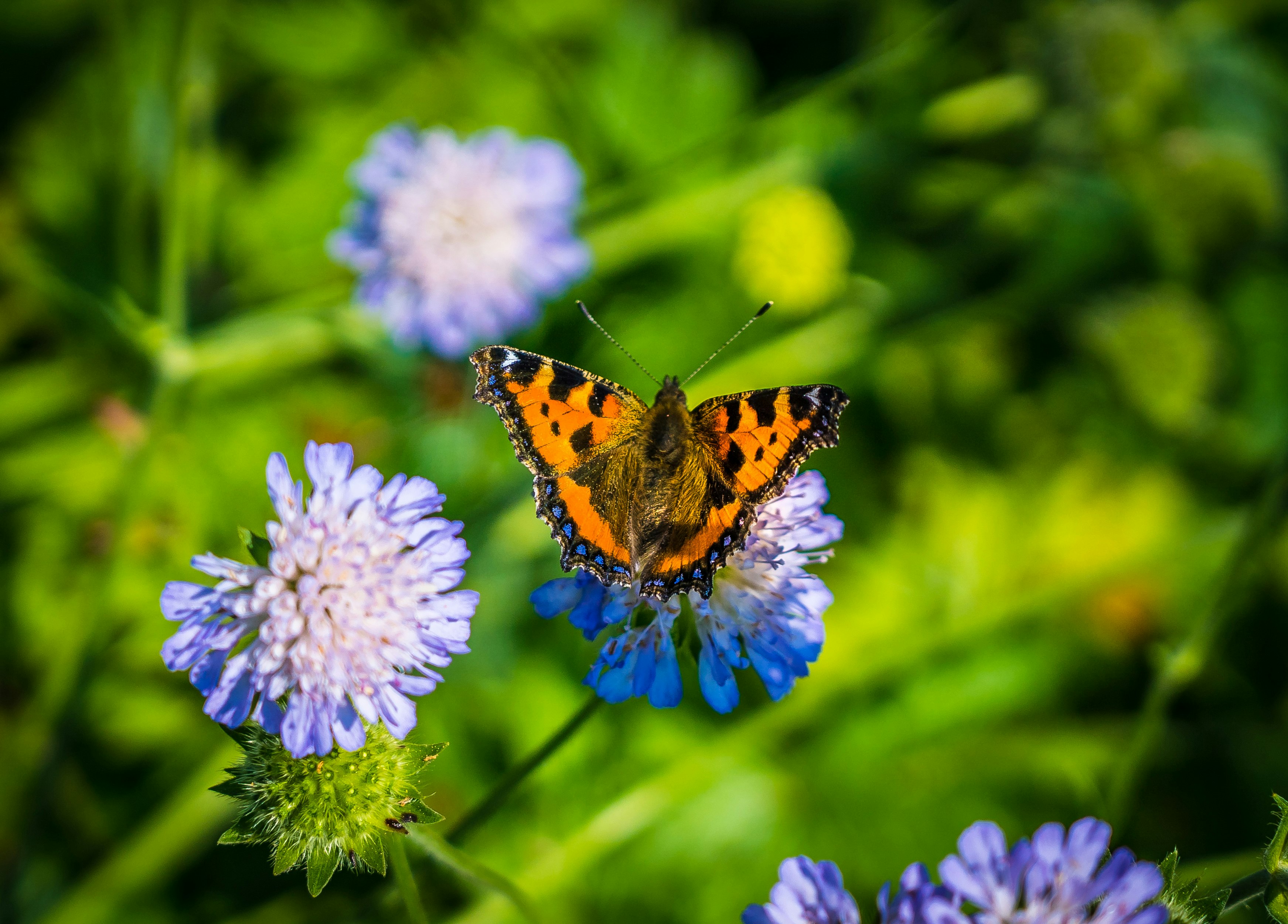 brown and black butterfly perched on purple flower in close up photography during daytime