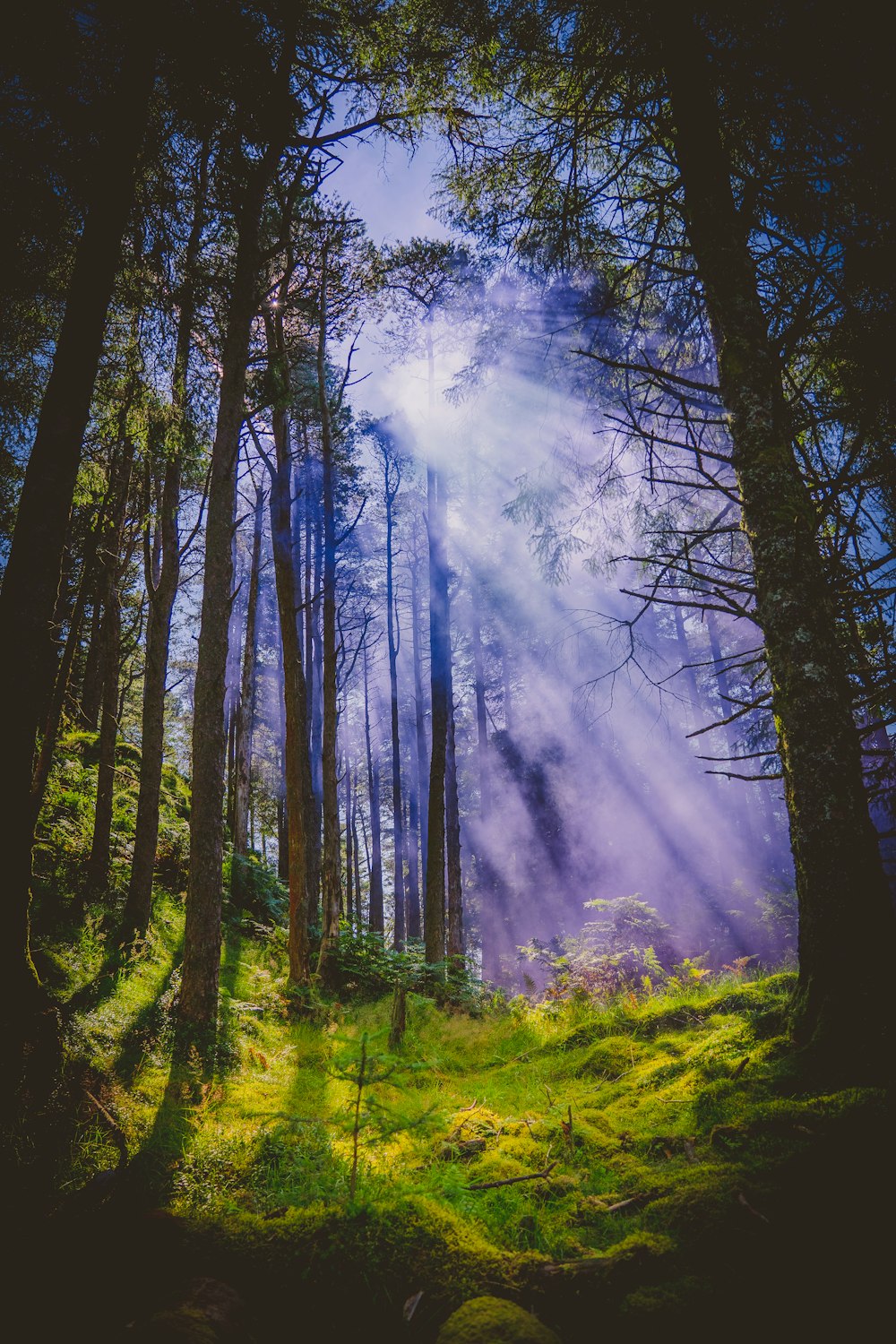 green grass and trees with sun rays