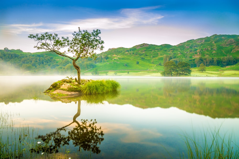 green trees on green grass field beside lake under blue sky during daytime