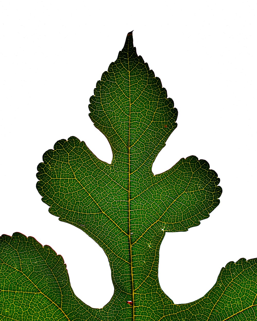 green leaf with white background