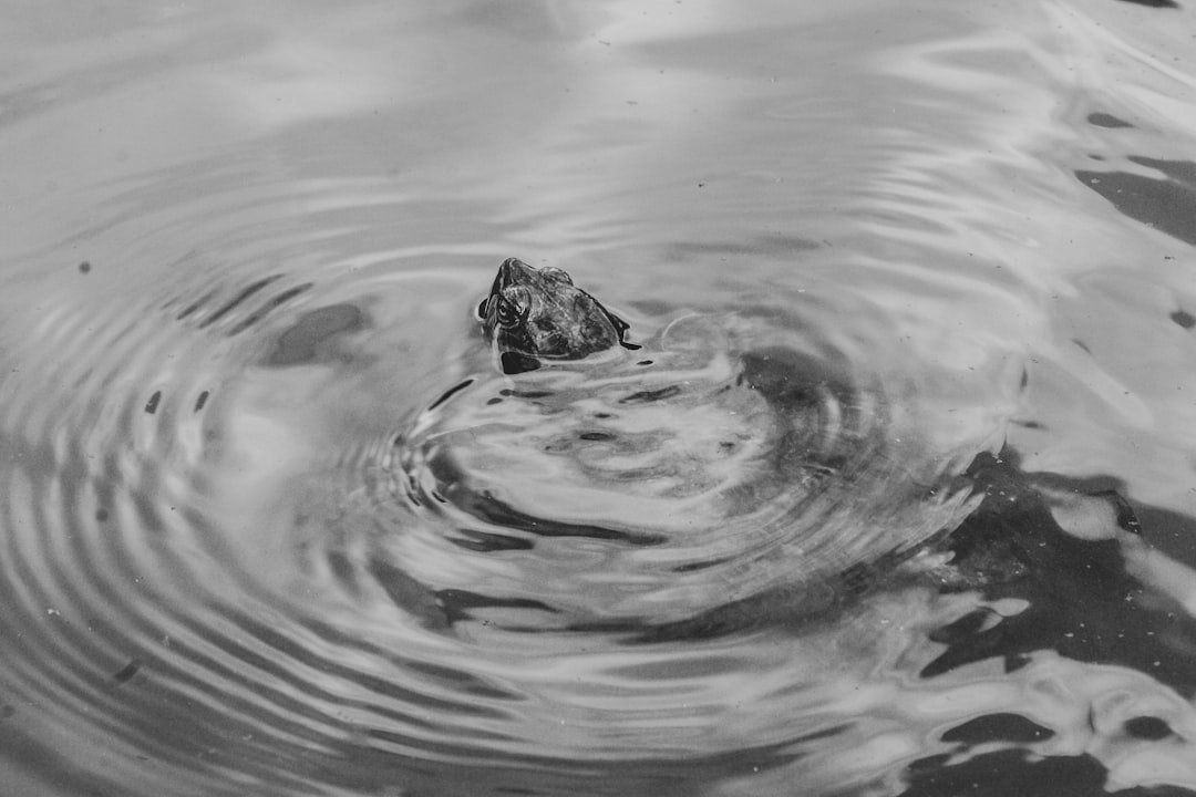 grayscale photo of frog on water