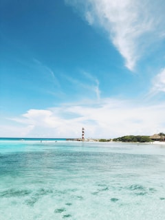 people on beach during daytime