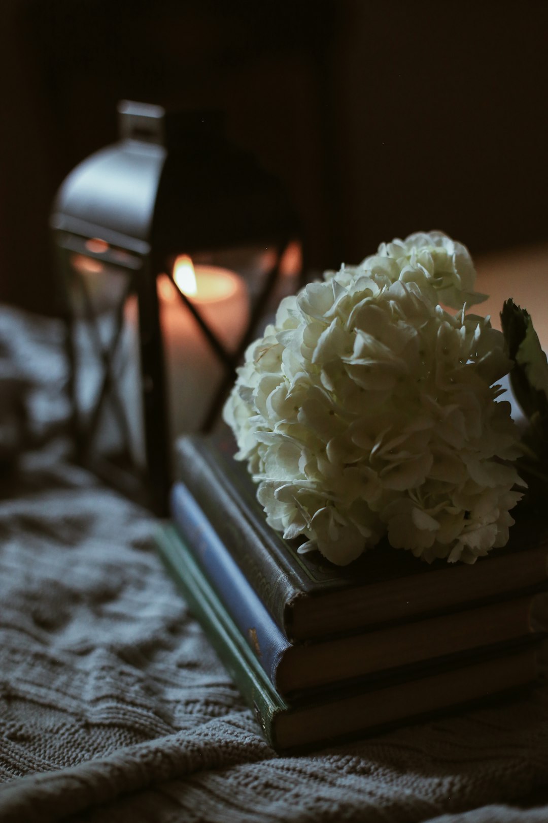 white flower on brown wooden table