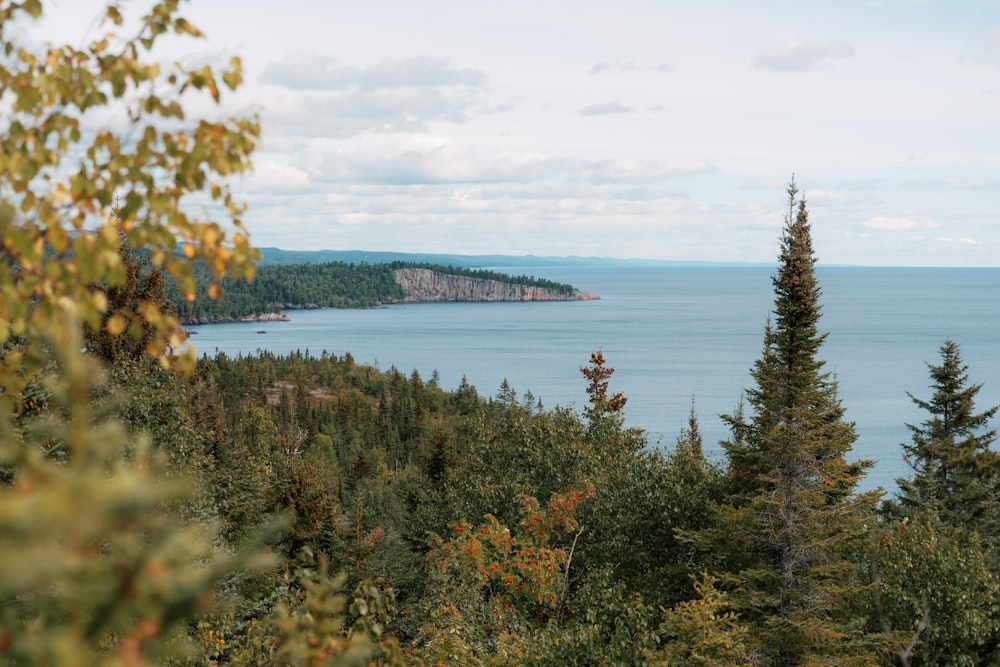 arbres verts et bruns près du plan d’eau sous des nuages blancs pendant la journée