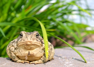 brown and black frog on gray concrete surface