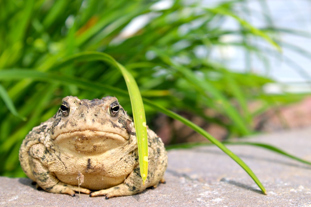 Brauner und schwarzer Frosch auf grauer Betonoberfläche