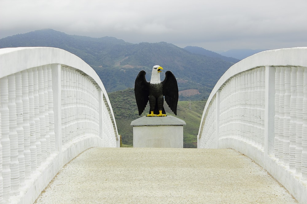 black and yellow bird on white concrete fence during daytime