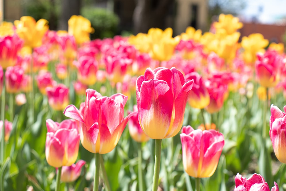 pink and yellow tulips in bloom during daytime