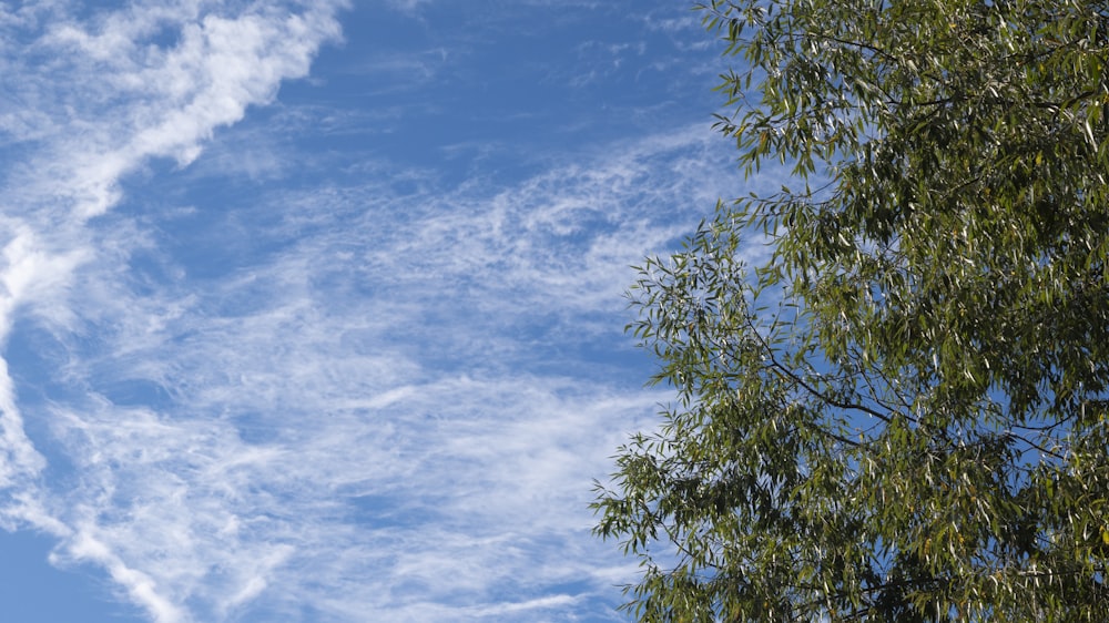 arbre vert sous le ciel bleu pendant la journée