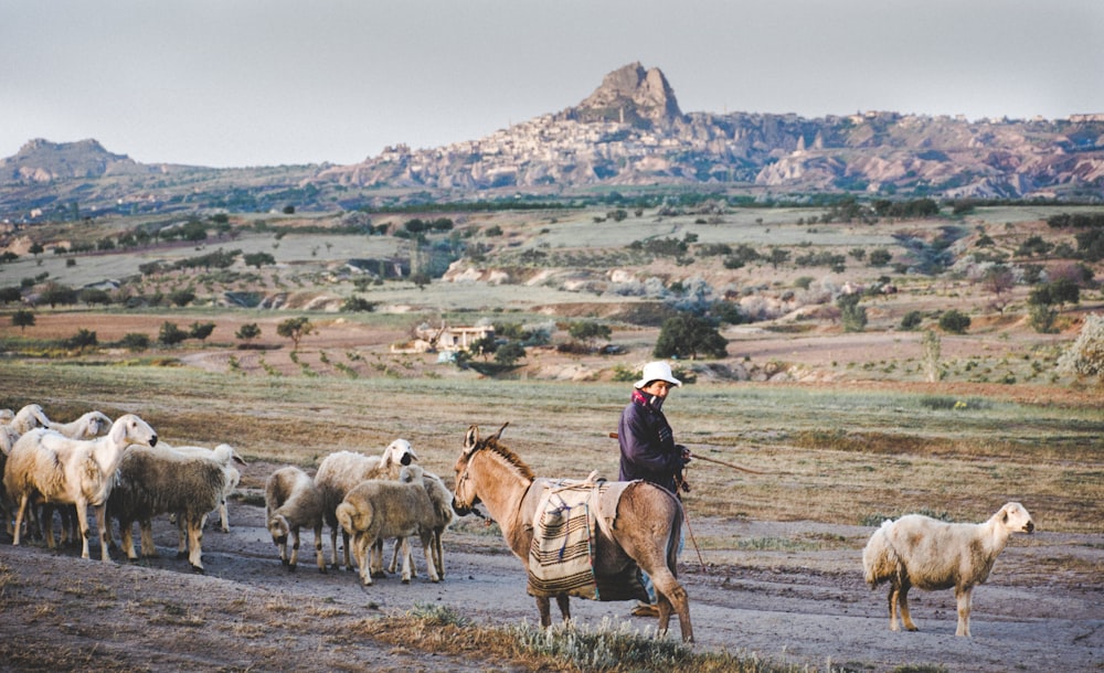 man riding horse on brown field during daytime