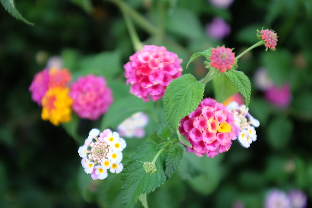 pink and white flower in tilt shift lens