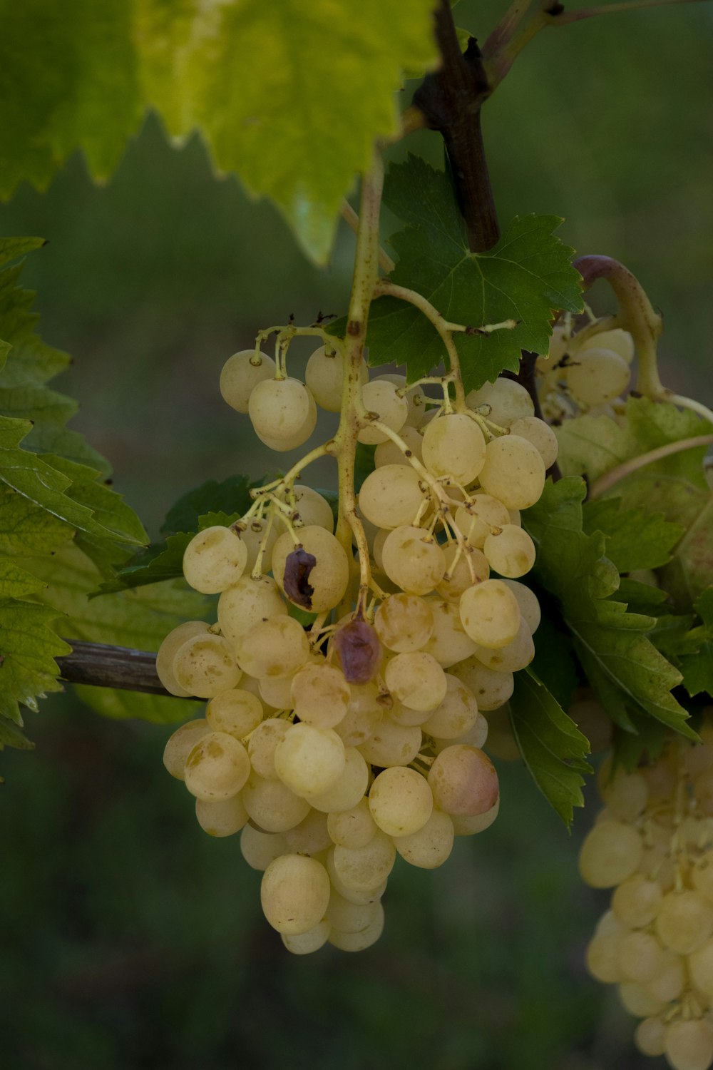 white round fruits on tree branch