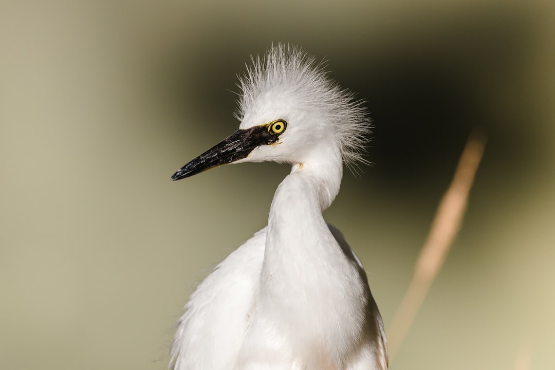 white bird on brown wooden stick