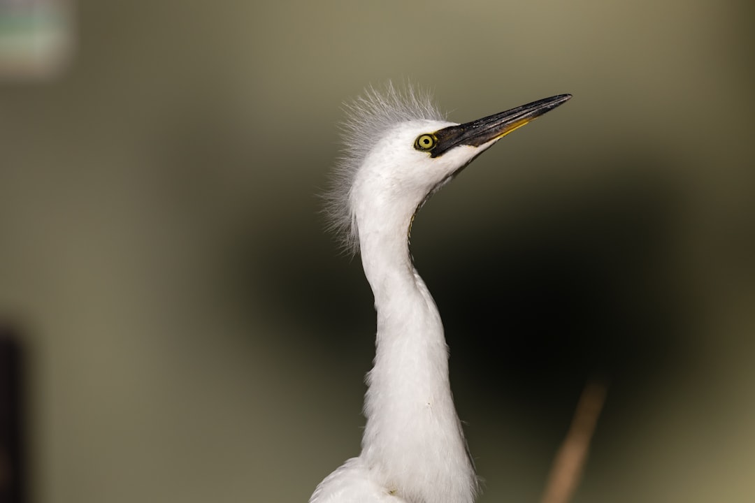 white bird in close up photography