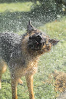 A joyful dog shaking off water after a sudspect wash, droplets sparkling in the sun.
