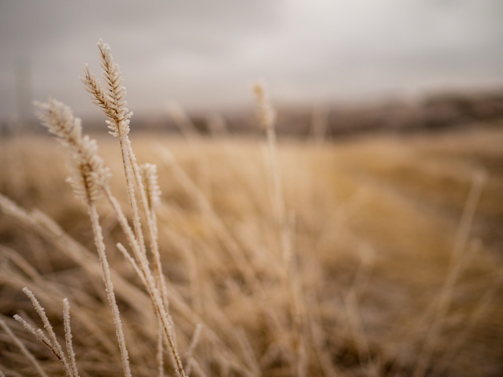 brown wheat field during daytime