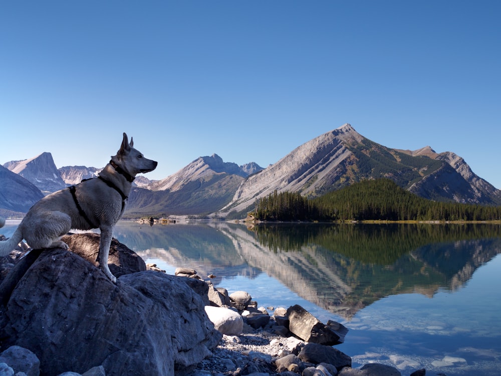 black and white short coated dog on rocky shore during daytime