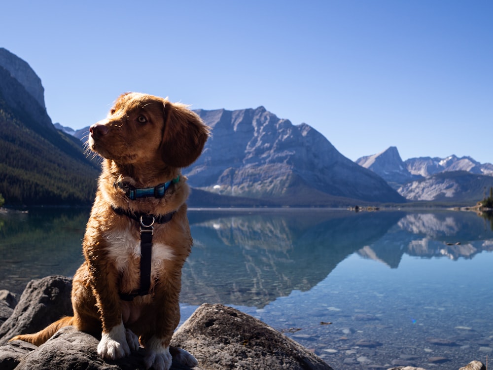 日中に水域近くの灰色の岩の上に座っている茶色の短いコートの犬