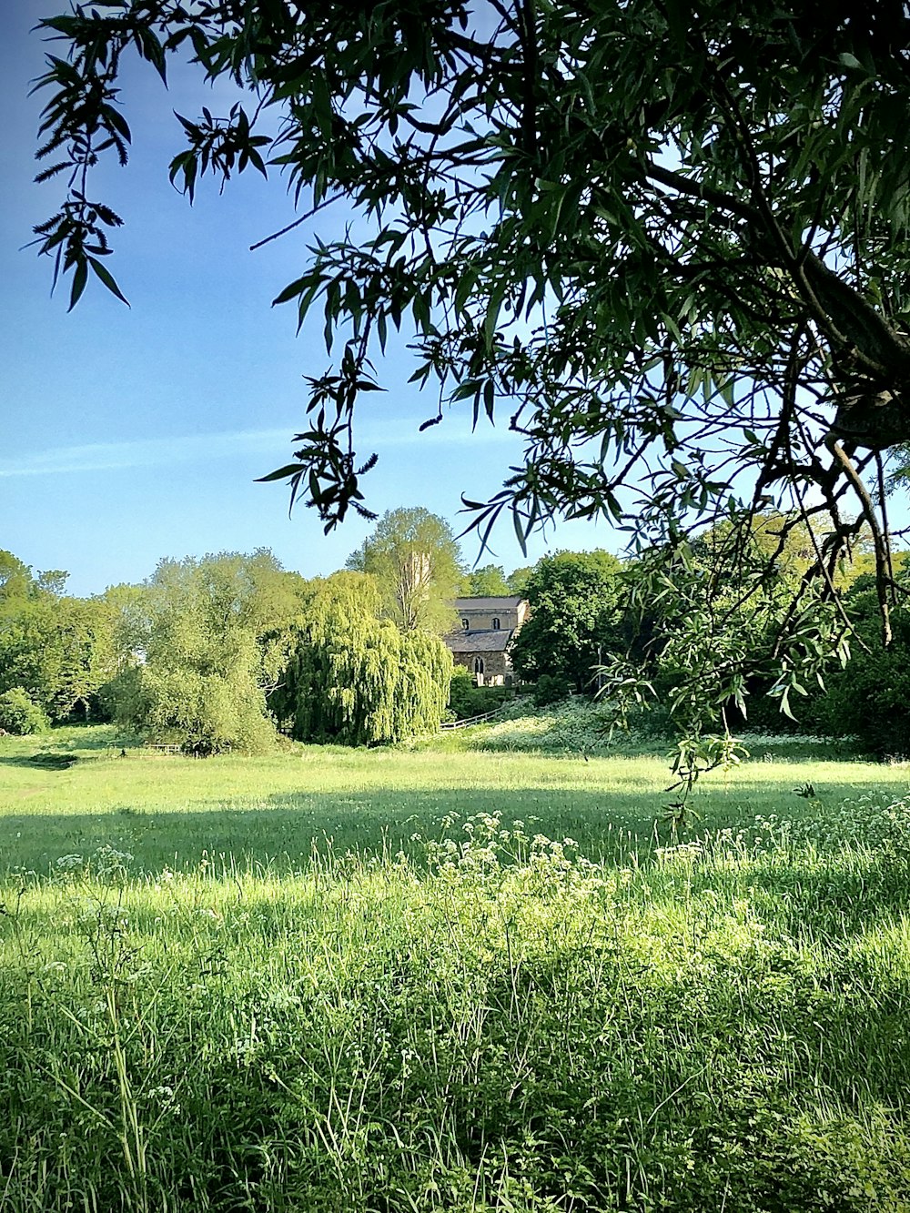 Champ d’herbe verte avec des arbres sous le ciel bleu pendant la journée