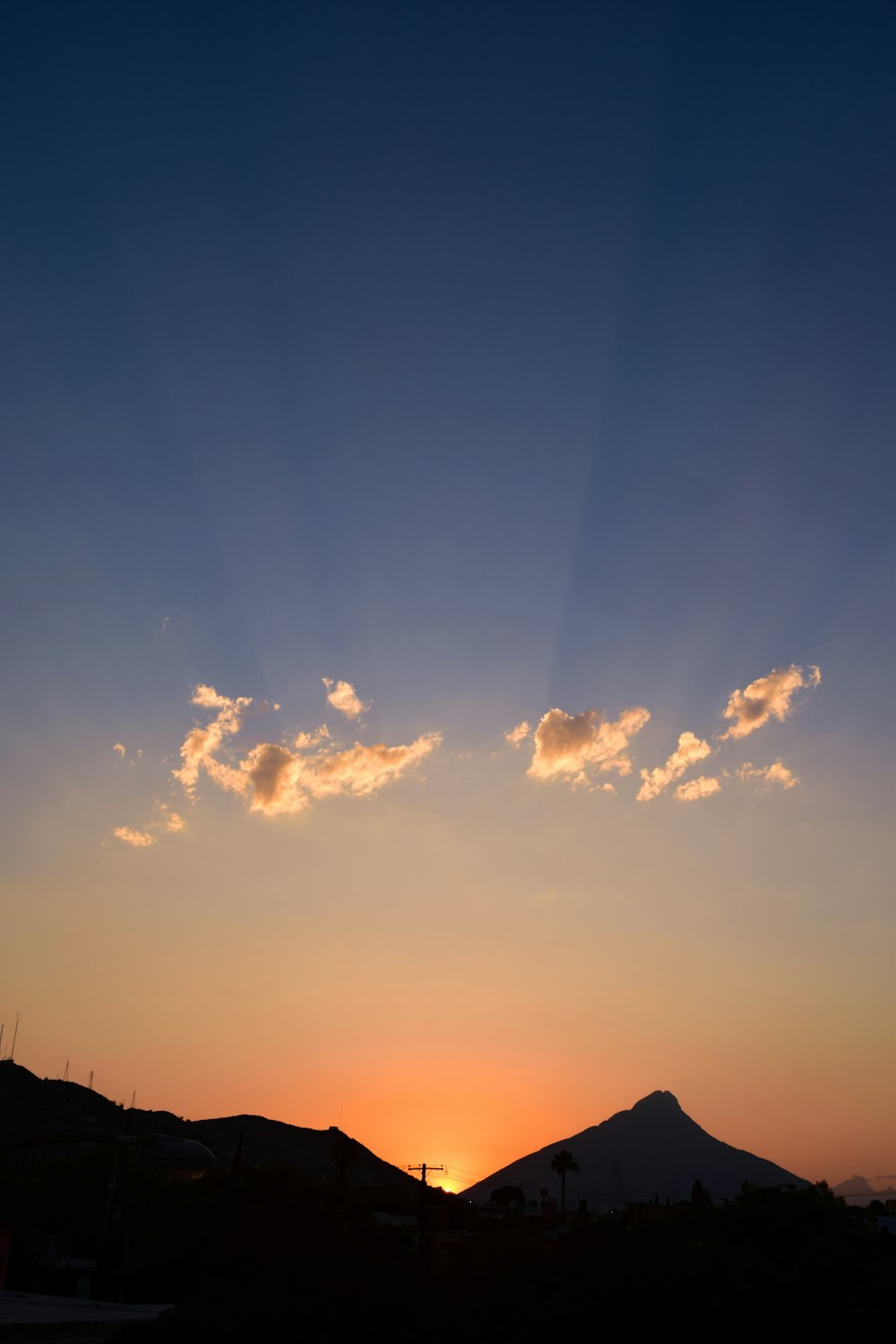 silhouette of trees during sunset