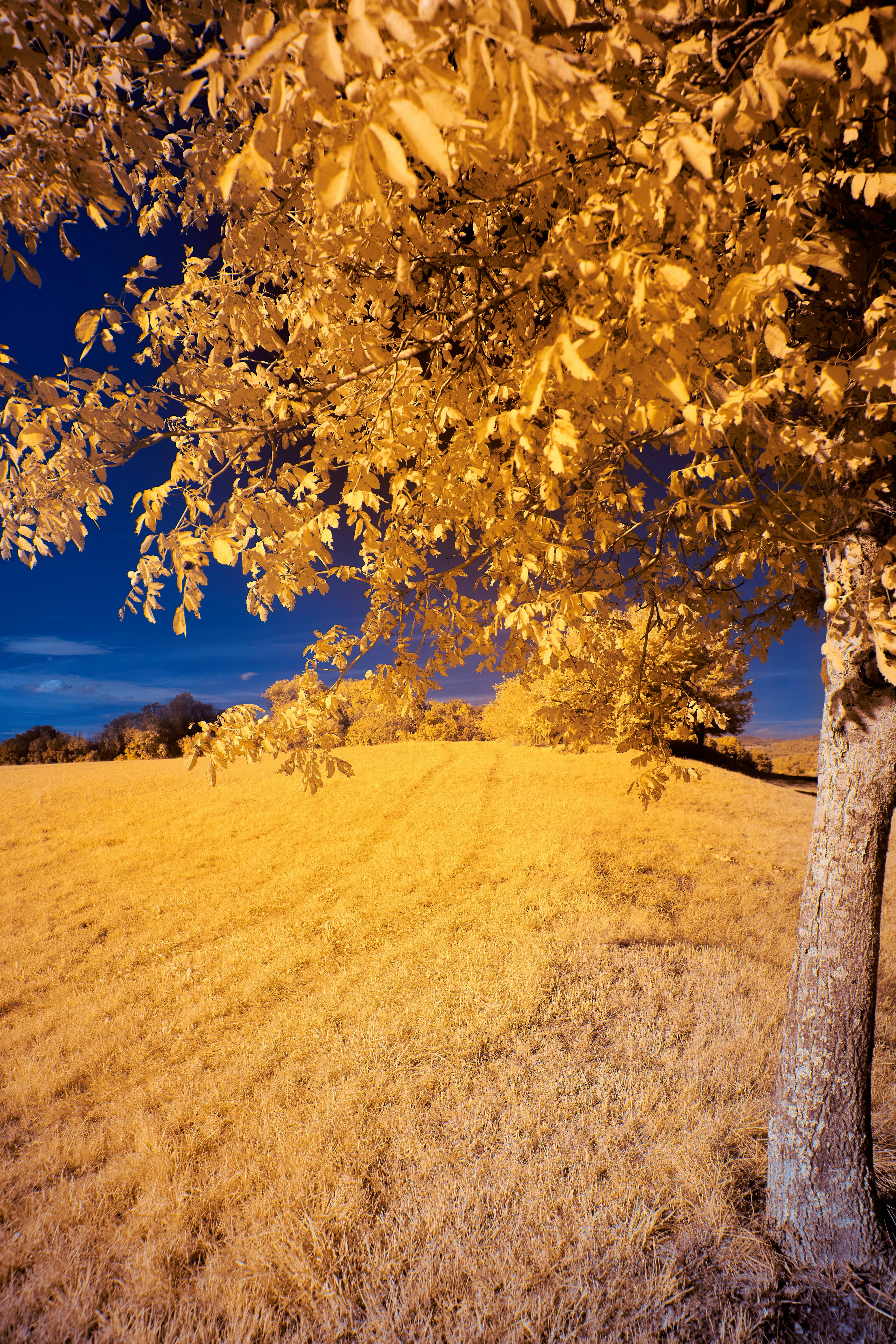 Photo by wolfgang_hasselmann