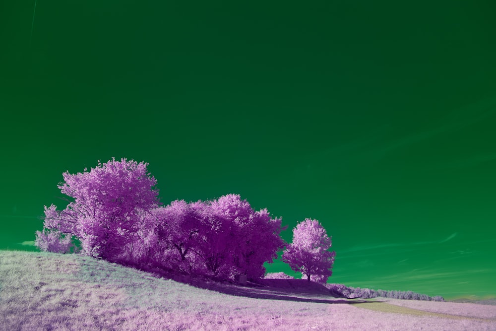 purple flower on gray sand during daytime