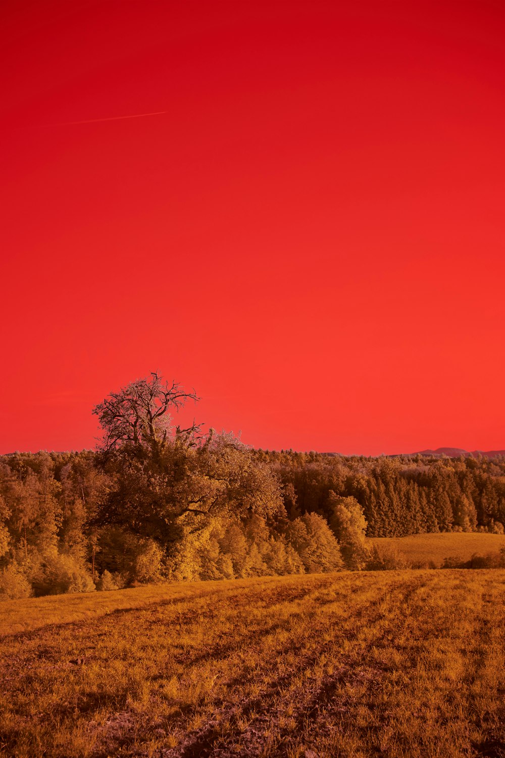 brown grass field with trees during daytime