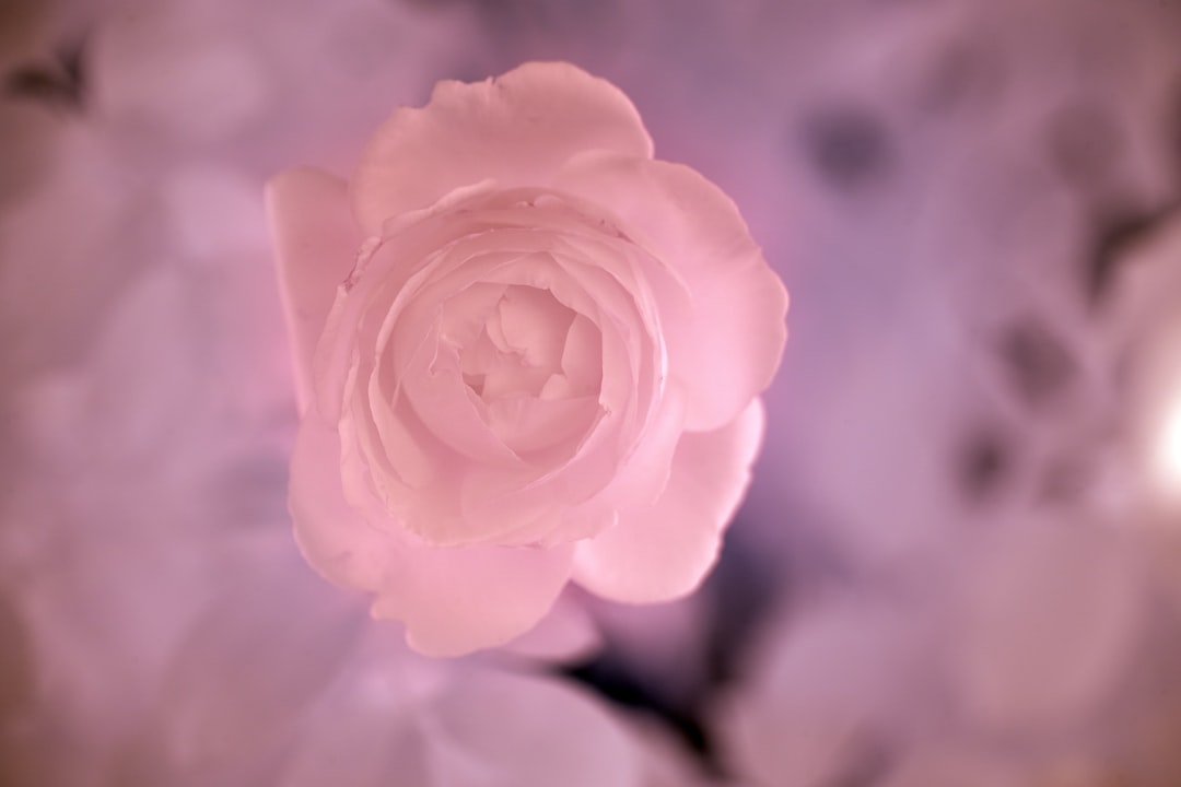 pink rose in close up photography