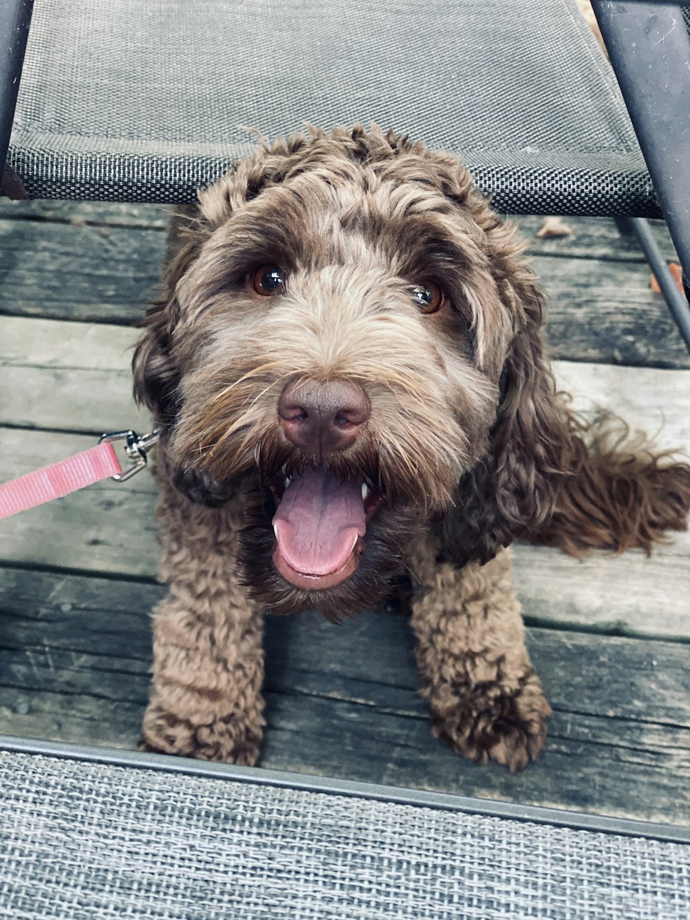 brown curly coated dog on blue wooden bench