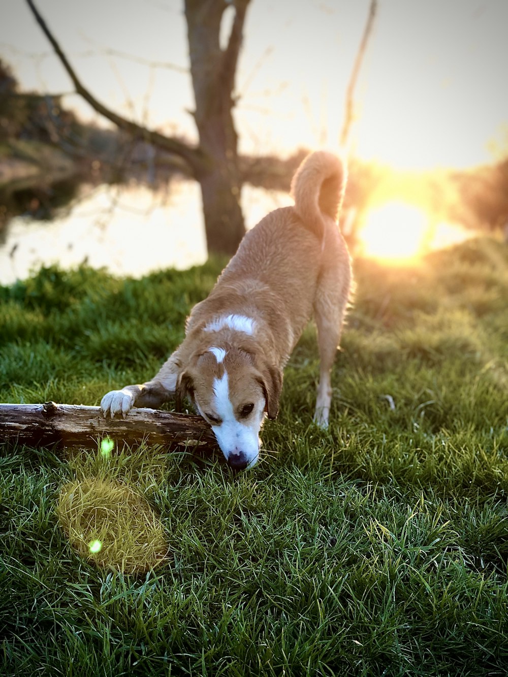 Perro de pelo corto marrón y blanco sobre hierba verde durante el día