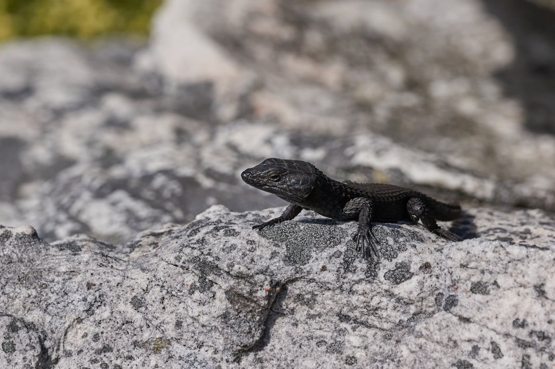 black lizard on gray rock during daytime
