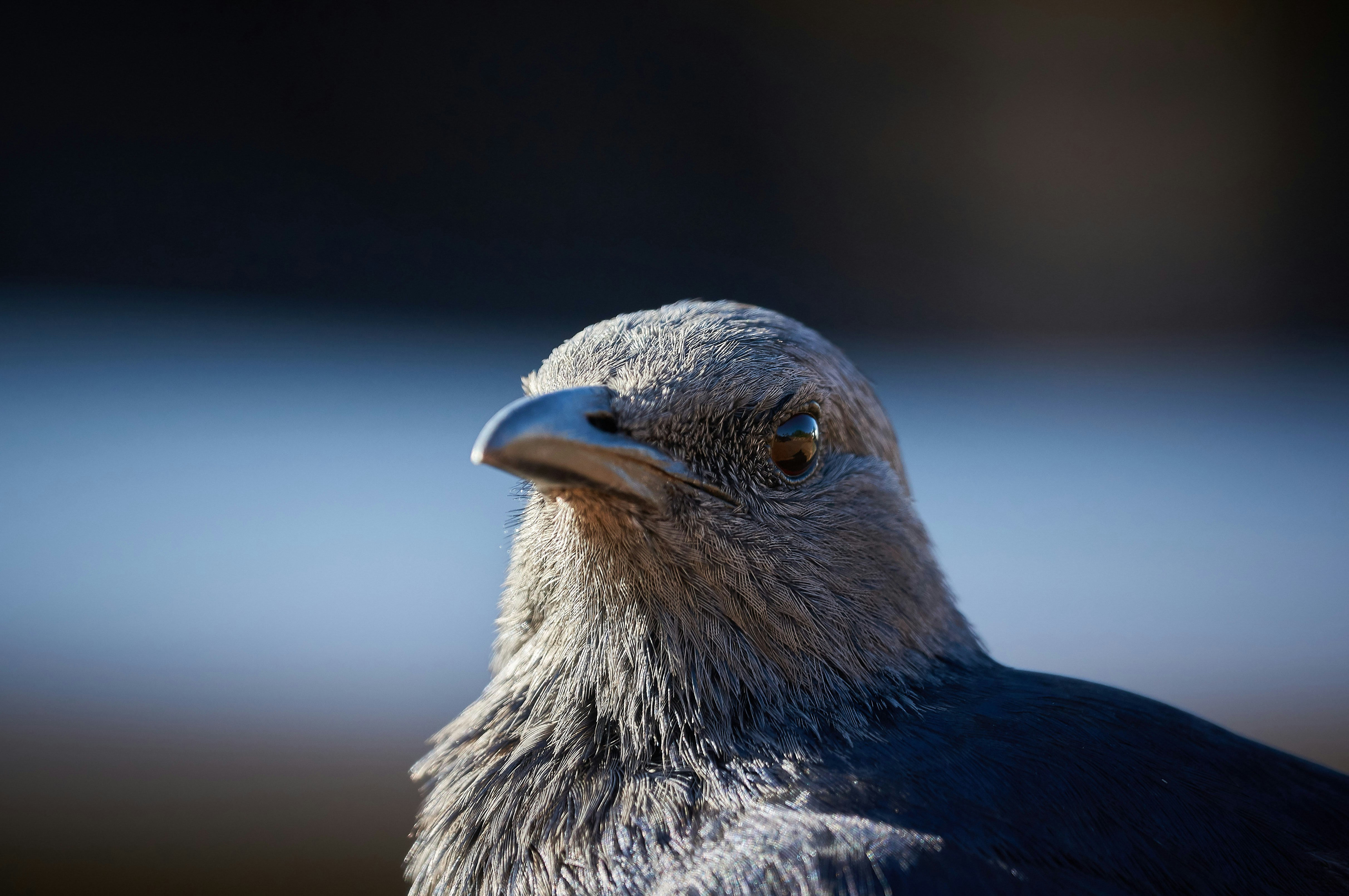 Photo by wolfgang_hasselmann