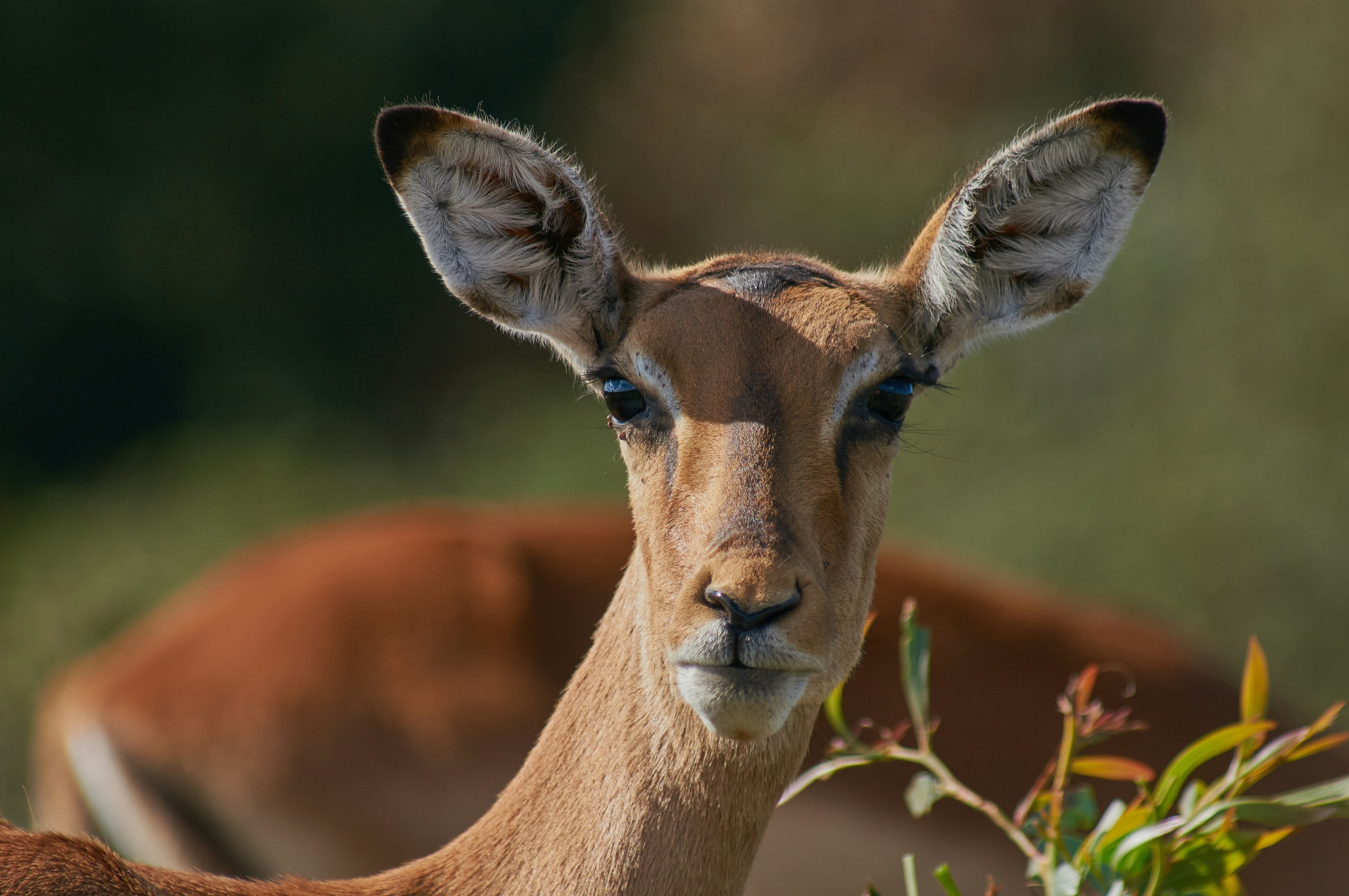 Photo by wolfgang_hasselmann