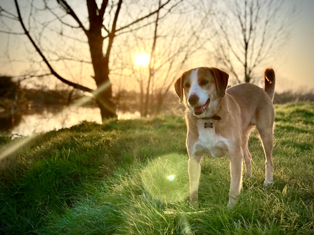 brown and white short coated dog on green grass field during daytime