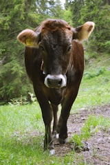 A brown cow with a white snout and ear tag is walking on a grassy path surrounded by lush green foliage and trees in a forest setting.