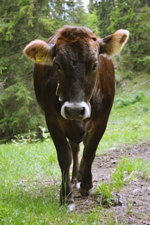 A brown cow with a white snout and ear tag is walking on a grassy path surrounded by lush green foliage and trees in a forest setting.