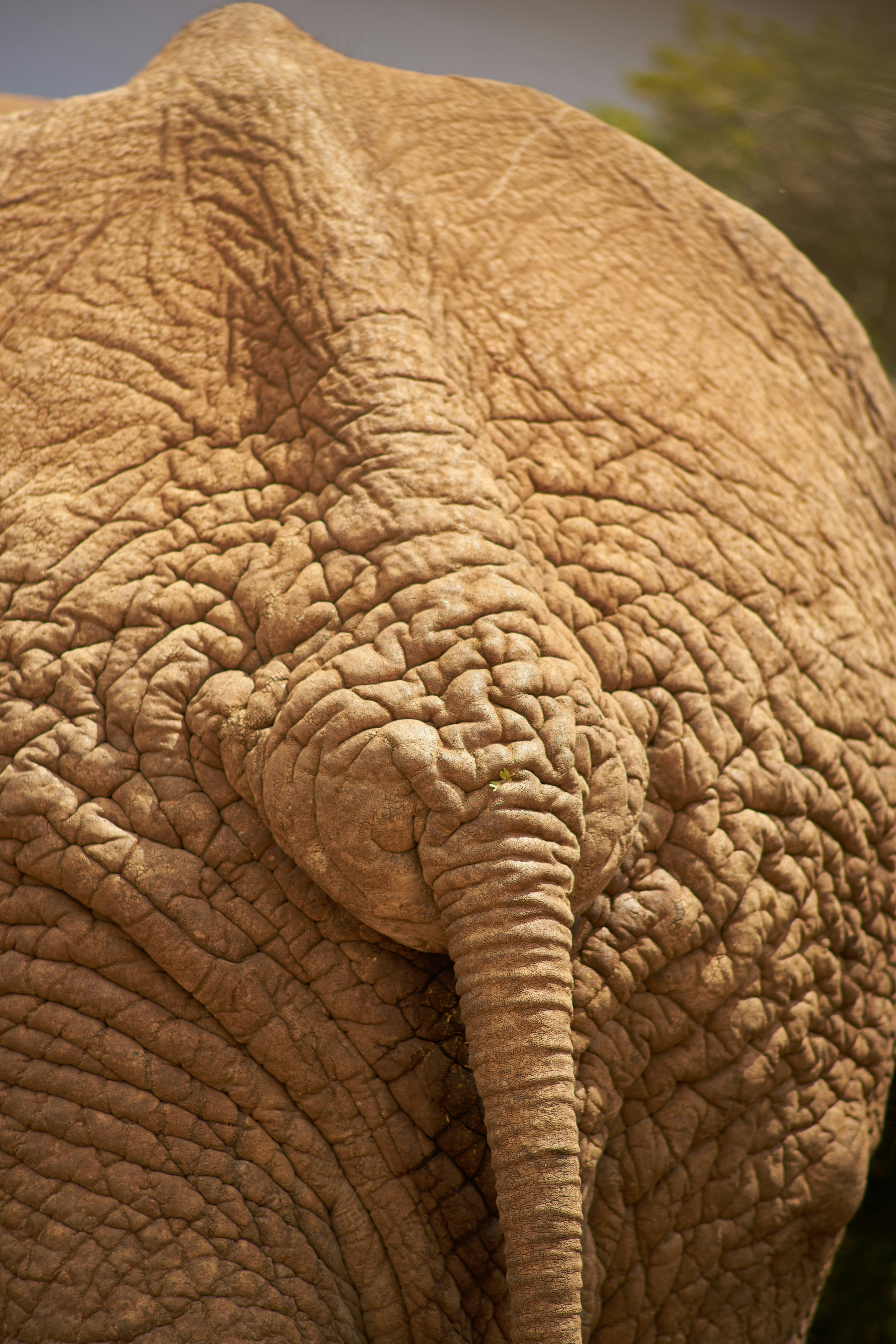 Photo by wolfgang_hasselmann