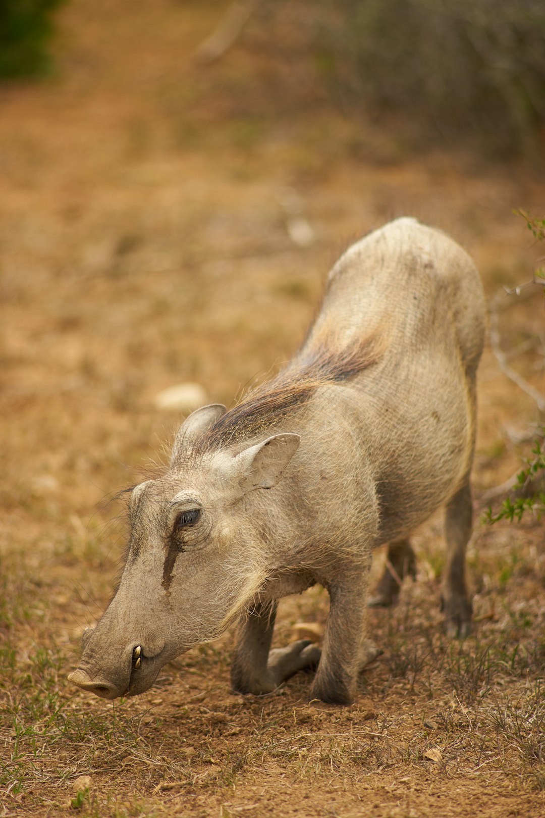 brown animal on brown grass field during daytime