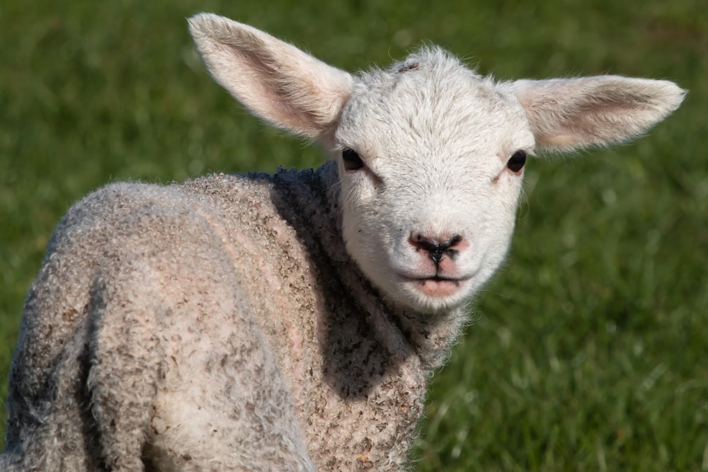 ovelha branca na grama verde durante o dia