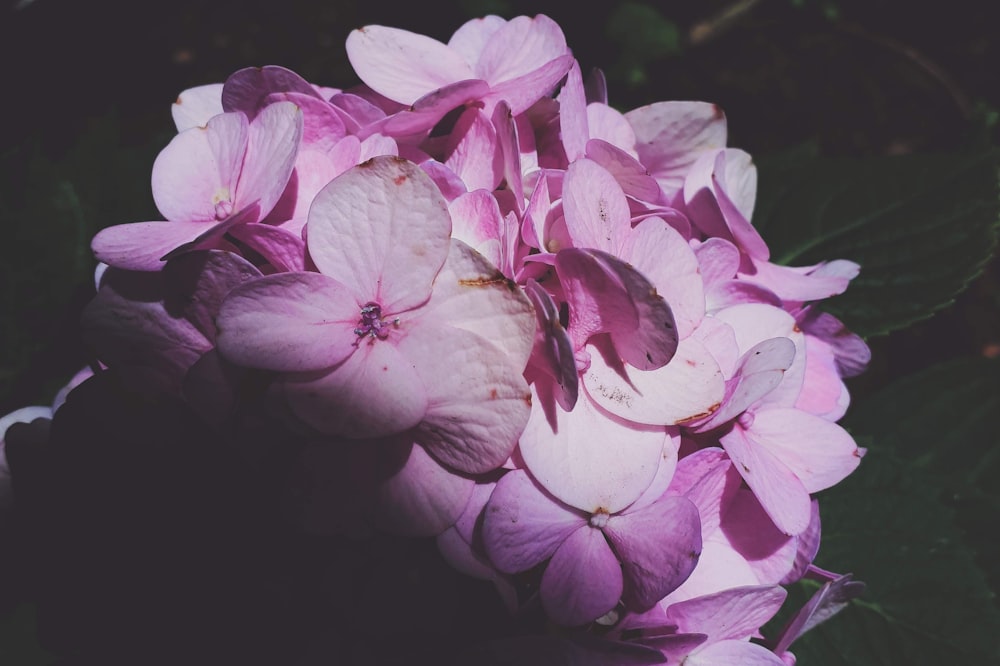 pink and white flowers in black background