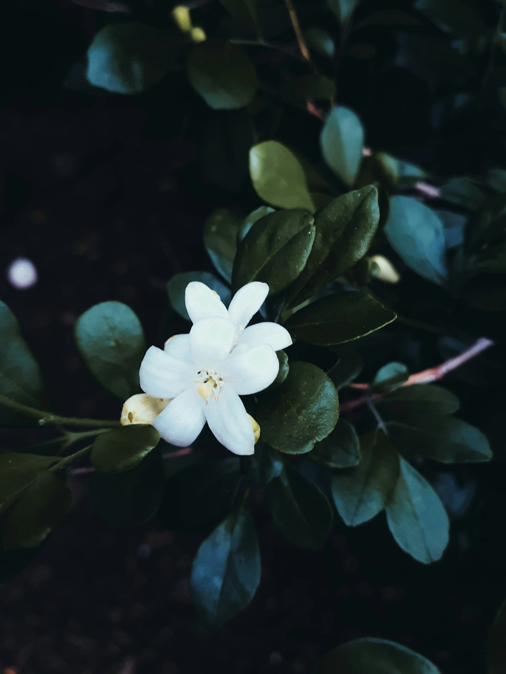 flor blanca con hojas verdes